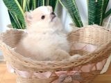 Pomerıanian