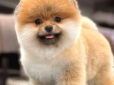 Teddy Bear Pomeranian Boo Yavrular