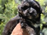 Phantom Dizayn Irk Maltipoo Yavrumuz