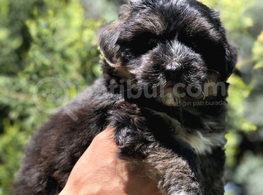 Phantom Dizayn Irk Maltipoo Yavrumuz görsel