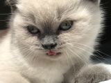 British Shorthair Bue Point Erkek Yavru