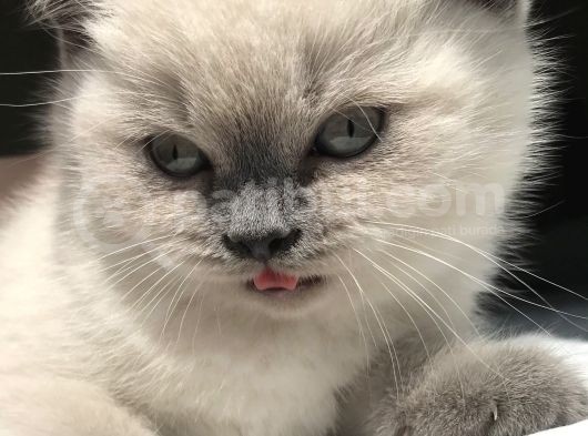 British Shorthair Bue Point Erkek Yavru görsel