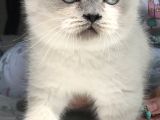 British Shorthair Bue Point Erkek Yavru