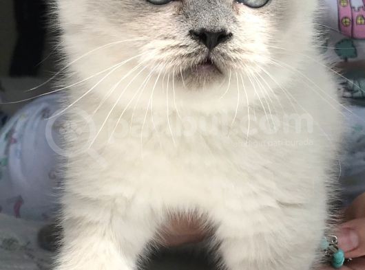 British Shorthair Bue Point Erkek Yavru görsel