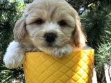 Dizayn Irk Gold Maltipoo Yavrumuz