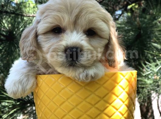 Dizayn Irk Gold Maltipoo Yavrumuz