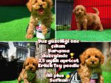 Ödül Adayı Safkan Toy Poodle Oğlumuz