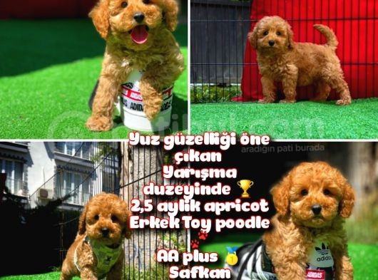 Ödül Adayı Safkan Toy Poodle Oğlumuz