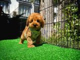 Ödül Adayı Safkan Toy Poodle Oğlumuz
