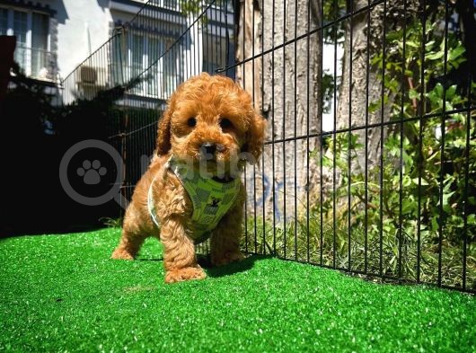 Ödül Adayı Safkan Toy Poodle Oğlumuz görsel
