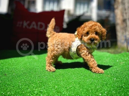 Ödül Adayı Safkan Toy Poodle Oğlumuz görsel