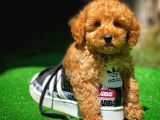 Ödül Adayı Safkan Toy Poodle Oğlumuz