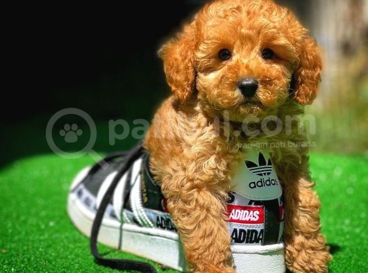 Ödül Adayı Safkan Toy Poodle Oğlumuz görsel