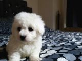 Nadir Bulunan Bichon Yavrularımız İçin İletişim.