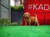 Ödül Adayı Safkan Toy Poodle Oğlumuz