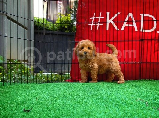 Ödül Adayı Safkan Toy Poodle Oğlumuz görsel