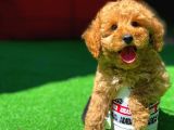 Ödül Adayı Safkan Toy Poodle Oğlumuz