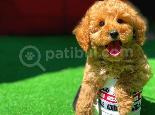 Ödül Adayı Safkan Toy Poodle Oğlumuz görsel