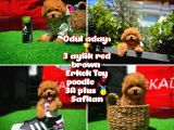 Ödül Adayı Safkan Red Brown Toy Poodle Oğlumuz