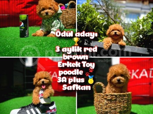 Ödül Adayı Safkan Red Brown Toy Poodle Oğlumuz