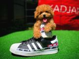 Ödül Adayı Safkan Red Brown Toy Poodle Oğlumuz