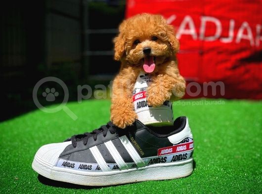Ödül Adayı Safkan Red Brown Toy Poodle Oğlumuz görsel