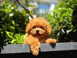 Ödül Adayı Safkan Red Brown Toy Poodle Oğlumuz