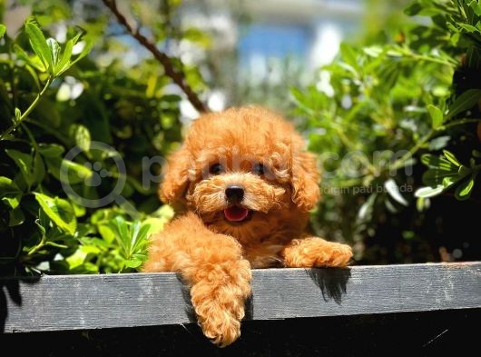 Ödül Adayı Safkan Red Brown Toy Poodle Oğlumuz görsel