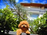 Ödül Adayı Safkan Red Brown Toy Poodle Oğlumuz