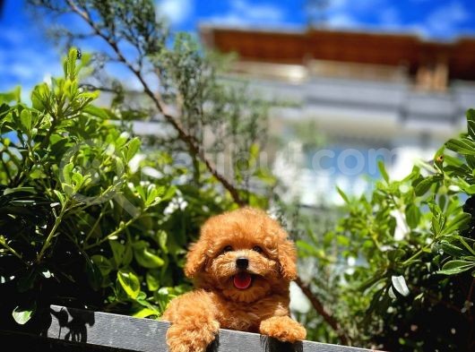 Ödül Adayı Safkan Red Brown Toy Poodle Oğlumuz görsel