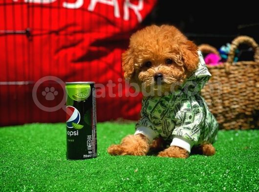 Ödül Adayı Safkan Red Brown Toy Poodle Oğlumuz görsel