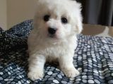 Nadir Bulunan Bichon Yavrularımız İçin İletişim.