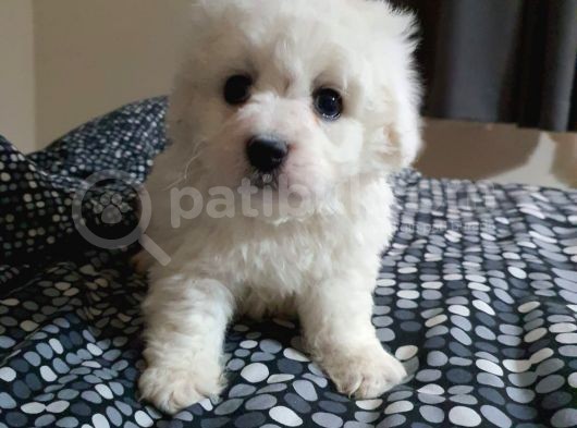 Nadir Bulunan Bichon Yavrularımız İçin İletişim. görsel
