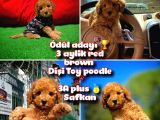 Orjinal Renk Safkan Red Brown Toy Poodle Kızımız