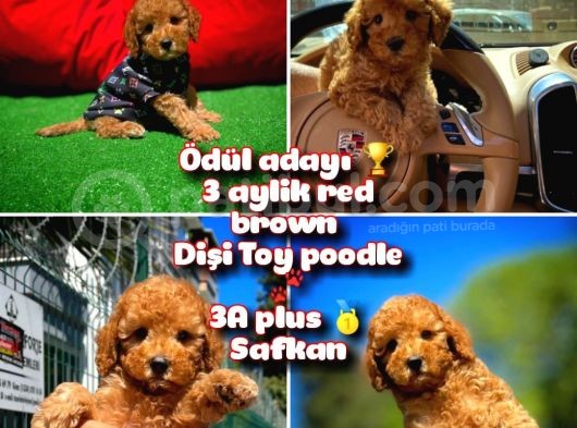 Orjinal Renk Safkan Red Brown Toy Poodle Kızımız