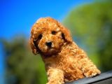 Orjinal Renk Safkan Red Brown Toy Poodle Kızımız