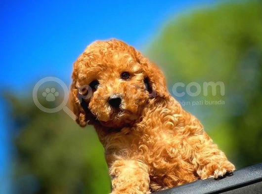 Orjinal Renk Safkan Red Brown Toy Poodle Kızımız görsel