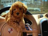 Orjinal Renk Safkan Red Brown Toy Poodle Kızımız