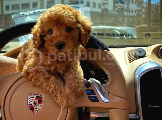 Orjinal Renk Safkan Red Brown Toy Poodle Kızımız görsel