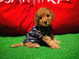 Orjinal Renk Safkan Red Brown Toy Poodle Kızımız