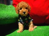 Orjinal Renk Safkan Red Brown Toy Poodle Kızımız