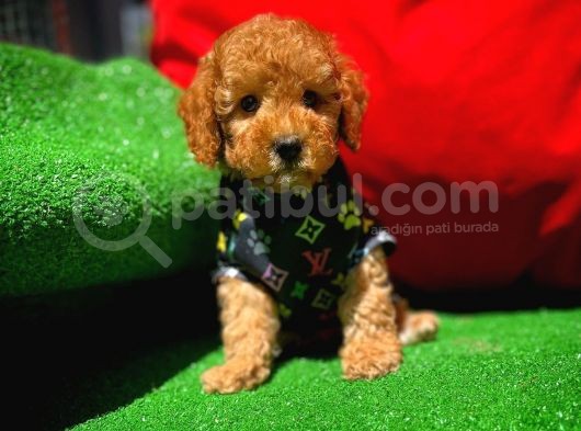 Orjinal Renk Safkan Red Brown Toy Poodle Kızımız görsel