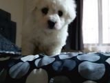 Nadir Bulunan Bichon Yavrularımız İçin İletişim.