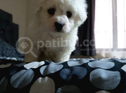 Nadir Bulunan Bichon Yavrularımız İçin İletişim. görsel