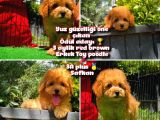 Yarışma Düzeyinde Safkan Red Brown Toy Poodle Oğlumuz