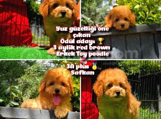 Yarışma Düzeyinde Safkan Red Brown Toy Poodle Oğlumuz