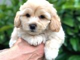 Sevimli Erkek Maltipoo Yavrumuz Yeni Ailesi İle Tanışmaya Hazır