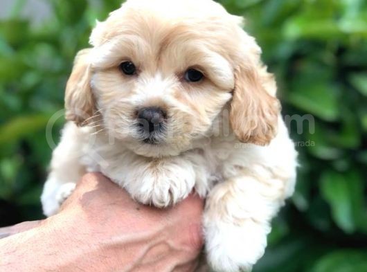 Sevimli Erkek Maltipoo Yavrumuz Yeni Ailesi İle Tanışmaya Hazır görsel