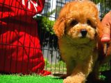 Yarışma Düzeyinde Safkan Red Brown Toy Poodle Oğlumuz