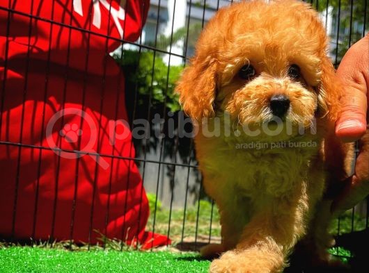 Yarışma Düzeyinde Safkan Red Brown Toy Poodle Oğlumuz görsel